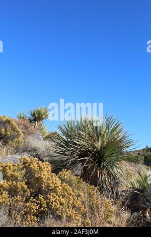 Piante in una determinata area spesso formano delle comunità di specifici tipi di vegetazione, come questi Sud del Deserto Mojave nativi, nei pressi di Lost Horse Mine. Foto Stock