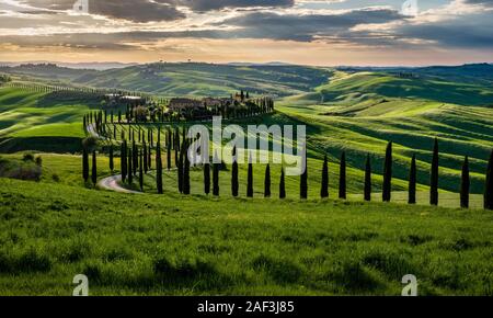 Un avvolgimento di ghiaia, fiancheggiata da viali di cipressi che conduce al Agriturismo Baccoleno Foto Stock