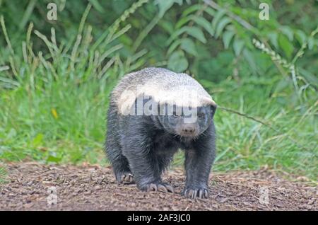 Honey Badger o Ratel Mellivora Capensis Africa Foto Stock