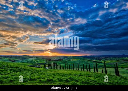 Un avvolgimento di ghiaia, fiancheggiata da viali di cipressi che conduce al Agriturismo Baccoleno al tramonto Foto Stock