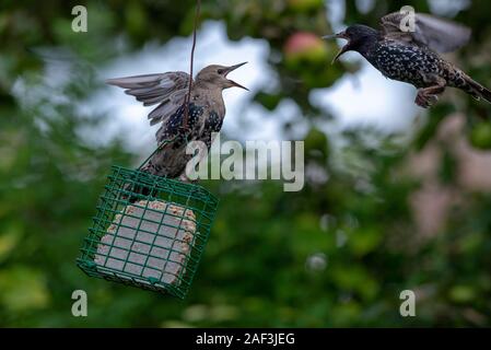 Una coppia di comune storni- Sturnus vulgaris lotta. Regno Unito Foto Stock