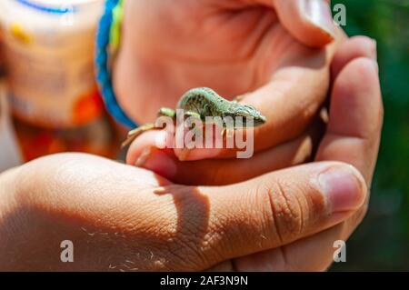 Closeup shot di Dalmazia lucertola muraiola Podarcis melisellensis nella famiglia dei Lacertidae seduti sulle dita di mani umane in Italia Foto Stock