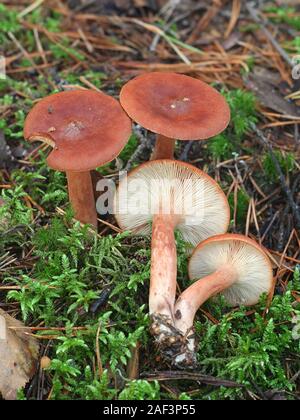 Lactarius rufus, noto come rufous milkcap, o il rosso di latte caldo cappuccio, wild i funghi commestibili dalla Finlandia Foto Stock