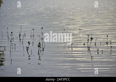 Giovani germogli di mangrovie che emergono dalle acque Foto Stock