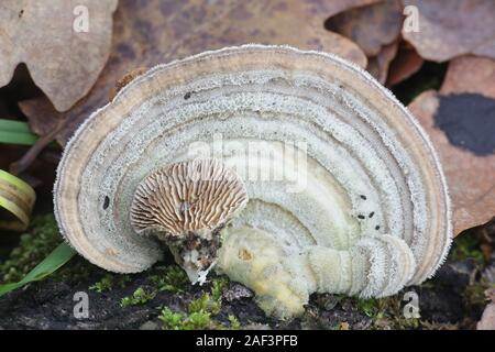 Trametes betulina noto come senza branchie polypore, betulla mazegill o multicolore polypore gill, fungo con proprietà medicinali dalla Finlandia Foto Stock