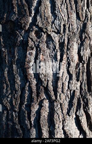 Pinus radiata e Pinus radiata, pino di Monterey, radiata pine, Pinaceae. Close up corteccia dettaglio, sfondo. Foto Stock