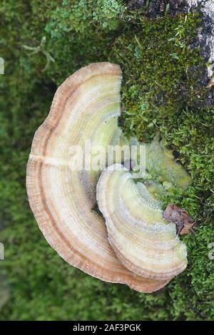 Trametes betulina noto come senza branchie polypore, betulla mazegill o multicolore polypore gill, fungo con proprietà medicinali dalla Finlandia Foto Stock