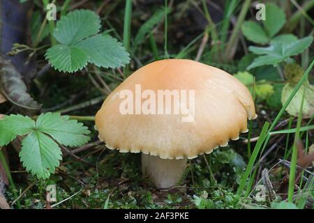 Cuphophyllus pratensis, noto come prato waxcap, prato tappo ceroso, salmone tappo ceroso o burro meadowcap, funghi commestibili dalla Finlandia Foto Stock