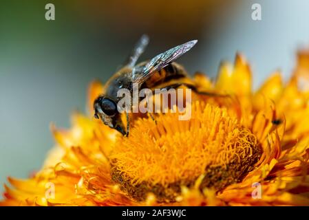 Un hoverfly su un eterno fiore (Xerochrysum bracteatum) Foto Stock