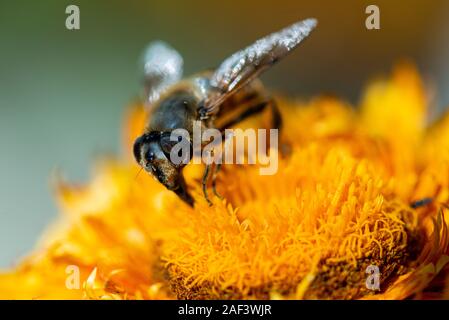 Un hoverfly su un eterno fiore (Xerochrysum bracteatum) Foto Stock