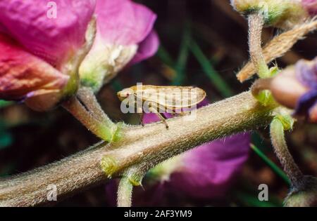 Prato froghopper o prato spittlebug, Philaenus spumarius Foto Stock