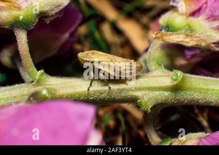 Prato froghopper o prato spittlebug, Philaenus spumarius Foto Stock