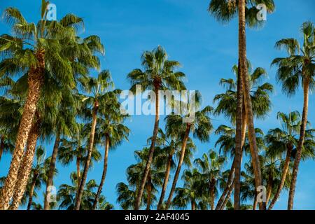 Le palme ondeggianti nel vento, tramonto, basso angolo di vista , Malaga, Anadalucia, Spagna Foto Stock