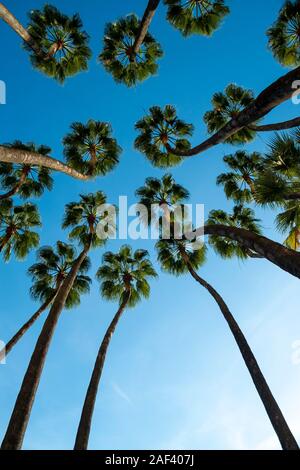 Le palme ondeggianti nel vento, tramonto, basso angolo di vista , Malaga, Anadalucia, Spagna Foto Stock