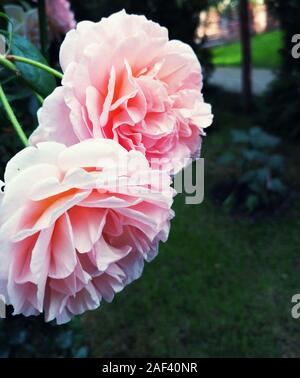 Fiore di pony rosa. E bella bokeh di foglie verdi. Rosa Peonia con chiuso. Petali Foto Stock