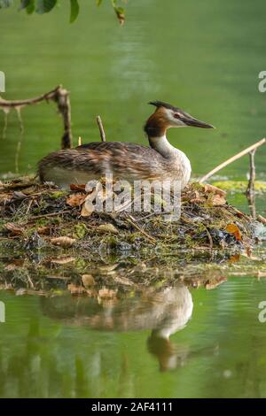 Haubentaucher am nido, (Podiceps cristatus), Svasso maggiore • Bayern, Deutschland Foto Stock