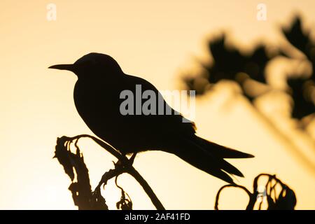 Bagliore dorato del tramonto dietro noddy silhouette bird nella struttura ad albero Foto Stock