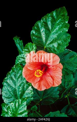 Rosso brillante di fiori di ibisco, Malaysia fiore nazionale, Bunga Raya Foto Stock