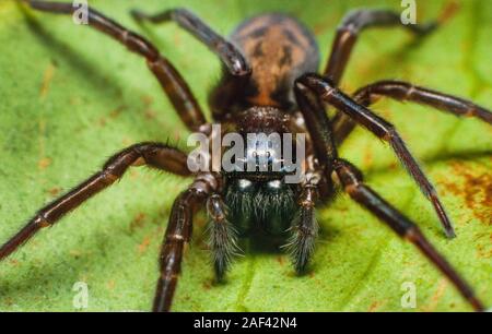 Muro nero spider, Amaurobius similis Foto Stock