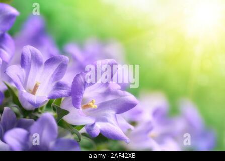 Trasognata colpo di luce viola campanula bluebell fiori in morbido e caldo sole, con lo sfondo sfocato e il sole Foto Stock