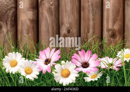 Bianco e rosa marguerite fiori freschi di erba verde nella parte anteriore di un oscuro recinzione di legno Foto Stock