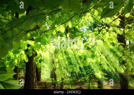 Raggi di sole cadere attraverso la fresca, rigogliose foglie di faggi in una foresta verde, creando una surreale, ma piacevole atmosfera Foto Stock