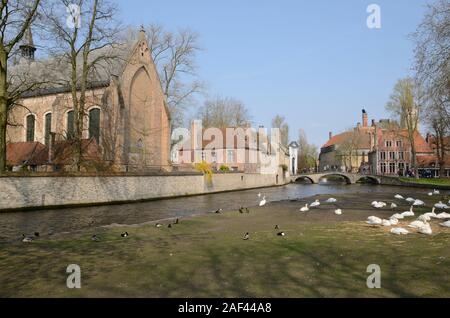 Bruges, Belgio - 31 Marzo 2019: cigni bianchi sul prato vicino al lago al parco Minnewater in Brugge, Fiandre Occidentali, Belgio. Foto Stock