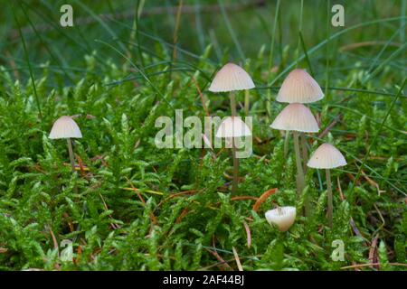 Gruppo di mungitura di cofani o latte-drop Mycena, piccoli funghi non commestibili, uno di loro rotte, in MOSS Foto Stock