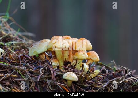 Cluster di piccolo giallo funghi, probabilmente ciuffo di zolfo, in pino cucciolata Foto Stock