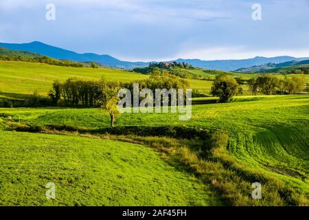 Tipico del territorio collinare della campagna toscana in Val d'Orcia con campi, alberi e una casa di contadini sulla sommità di una collina a distanza Foto Stock