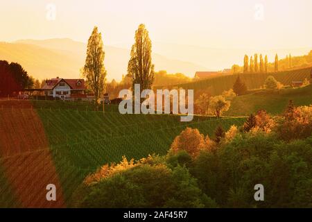 Tramonto a forma di cuore la strada del vino in vigneti della Slovenia Foto Stock