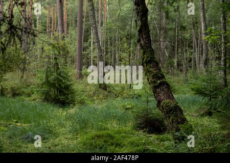 Il paesaggio di un bosco ripariale in zone umide nella regione masurian in Polonia Foto Stock