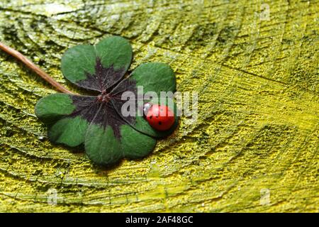 La foto mostra Lucky Clover e una coccinella Foto Stock