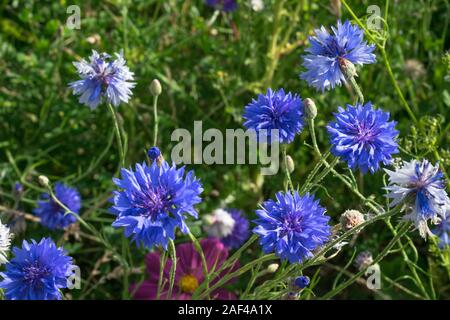 Bella deep blue o lila cornflowers colorati su un giorno di estate Foto Stock