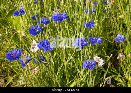 Cornflowers colorati (Centaurea cyanus) cresce allo stato selvatico Foto Stock