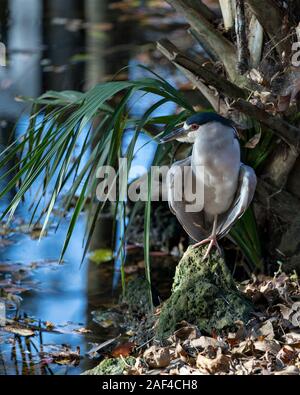 Black-Crowned Night-Heron uccello appollaiato dall'acqua su una roccia verde con acqua blu e lo sfondo del fogliame visualizzando il suo piumaggio blu, corpo, testa essere Foto Stock