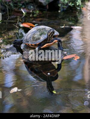 Turtle Redbelly close-up vista di profilo su una roccia dall'acqua con la riflessione del suo corpo guscio, zampe, la testa, il collo con un background di fogliame nella sua s Foto Stock