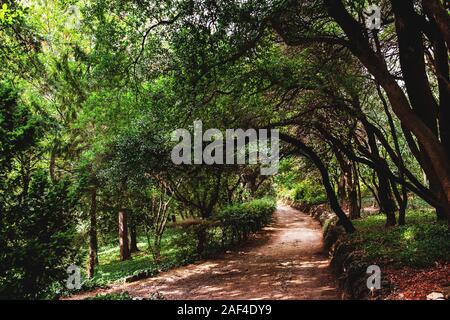 Misterioso vicolo ombreggiato e la strada tra gli alberi su una soleggiata giornata estiva. Foto Stock