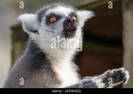 Close up ritratto di un anello tailed lemur (Lemur catta) che sta chiamando. Foto Stock