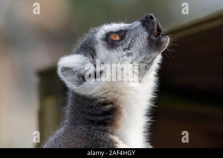 Close up ritratto di un anello tailed lemur (Lemur catta) che sta chiamando. Foto Stock