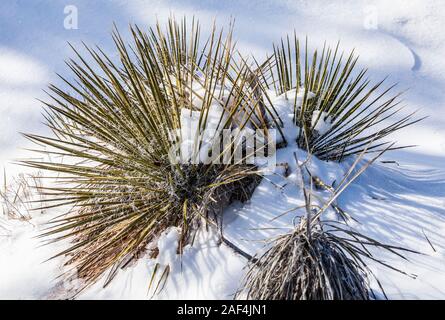 Un impianto di yucca nella neve, dicembre, il Parco Nazionale di Canyonlands, Utah, Stati Uniti d'America. Foto Stock