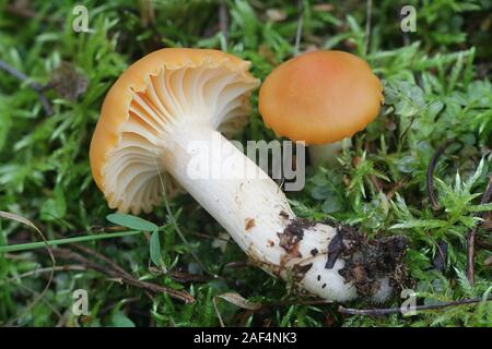 Cuphophyllus pratensis, noto come prato waxcap, prato tappo ceroso, salmone tappo ceroso o burro meadowcap, funghi commestibili dalla Finlandia Foto Stock