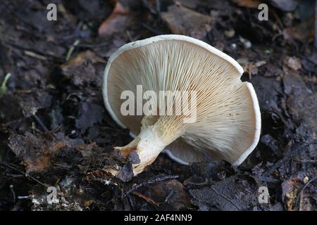 Lepista gilva (Lepista flaccida f. gilva,), noto come Imbuto di Bruno fungo, funghi selvatici dalla Finlandia Foto Stock