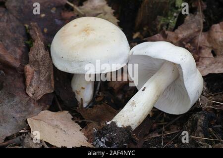 Tricholoma stiparophyllum, noto come il cavaliere chimica fungo fungo dalla Finlandia Foto Stock