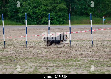 Border Collie in actiion in un esercizio di agilità Foto Stock