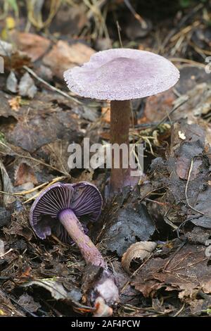 Cortinarius tendente al violaceo, noto come webcap viola o violetto cort, funghi selvatici dalla Finlandia Foto Stock