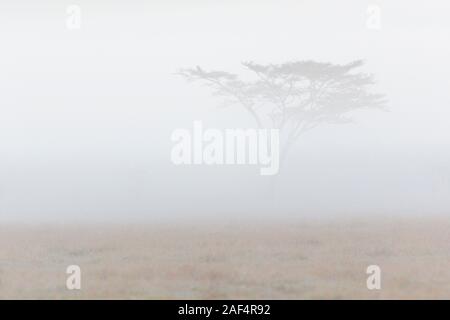 Paesaggio con alberi di acacia nella valle, early morning mist, formato orizzontale, Ol Pejeta Conservancy, Laikipia, Kenya, Africa Foto Stock