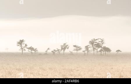 Paesaggio con alberi di acacia nella valle, early morning mist clearing, formato orizzontale, Ol Pejeta Conservancy, Laikipia, Kenya, Africa Foto Stock