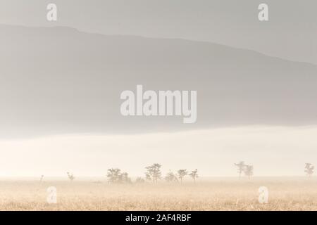 Paesaggio con alberi di acacia nella valle, early morning mist, formato orizzontale, Ol Pejeta Conservancy, Laikipia, Kenya, Africa Foto Stock