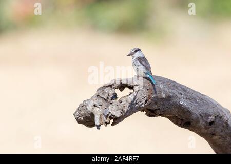Un singolo adulto Striped kingfisher su morto un albero caduto, formato orizzontale, Ol Pejeta Conservancy, Laikipia, Kenya, Africa Foto Stock